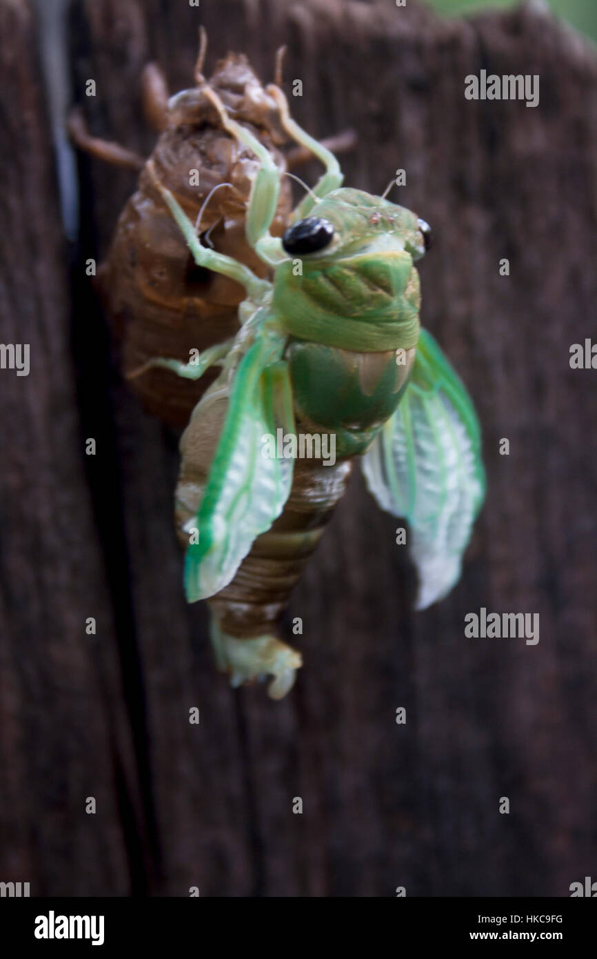 Una cicala nymph muta dal suo esoscheletro come si diventa adulto e. Foto Stock