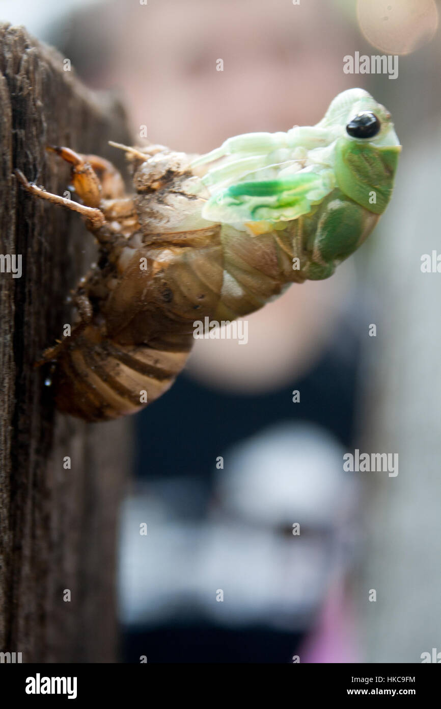 Una cicala nymph muta dal suo esoscheletro come si diventa adulto e. Foto Stock