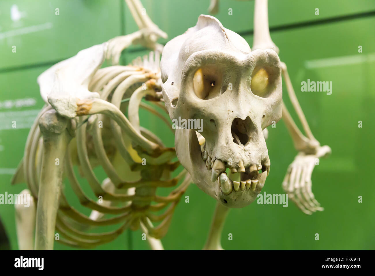 Close up scheletro di dinosauro nel museo di paleontologia. Foto Stock