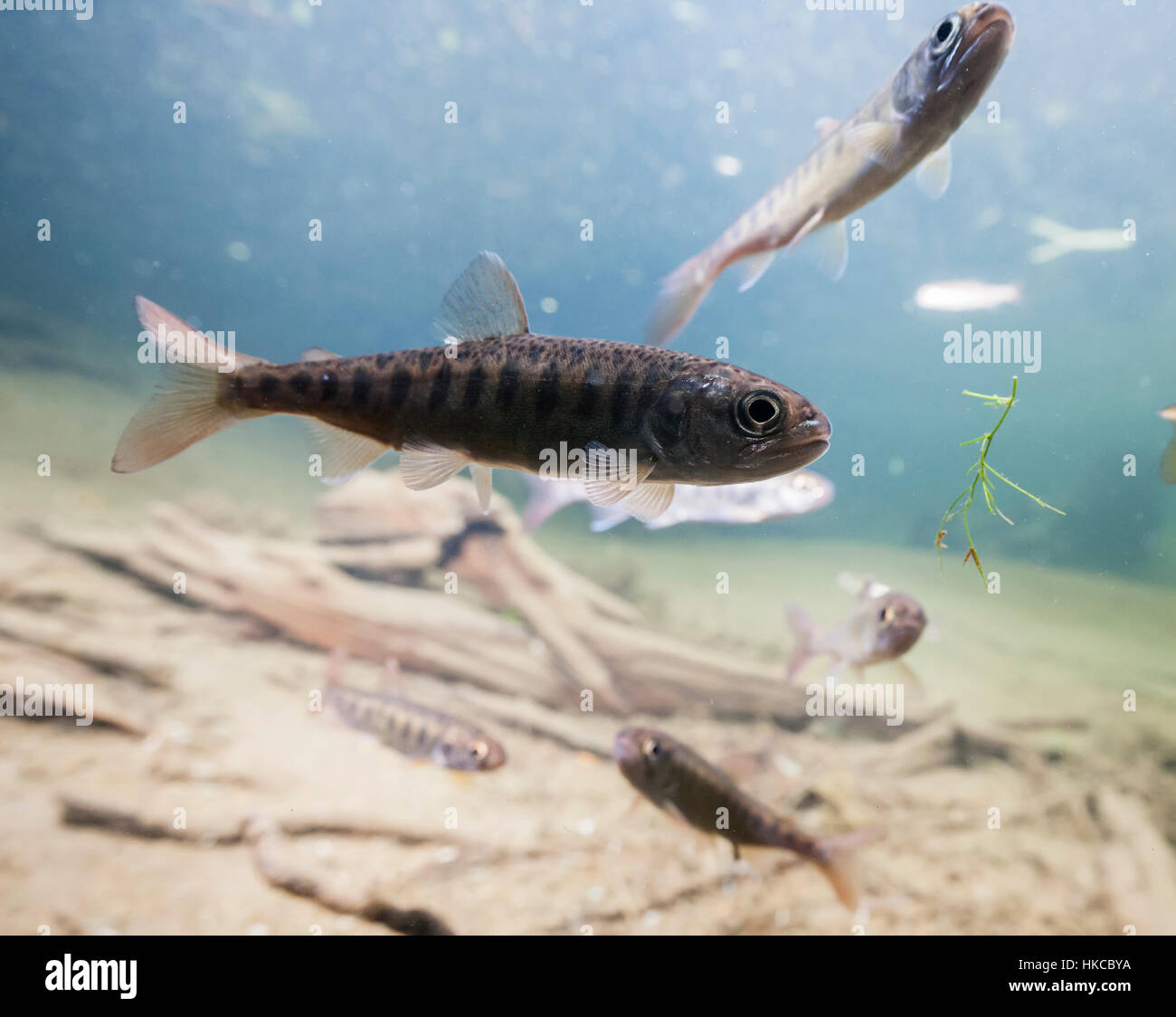 Vista subacquea di salmone coho RFI con segni di Parr in 18-Mile Creek, rame River Delta, Chugach National Forest vicino a Cordova, Alaska in primavera. Foto Stock