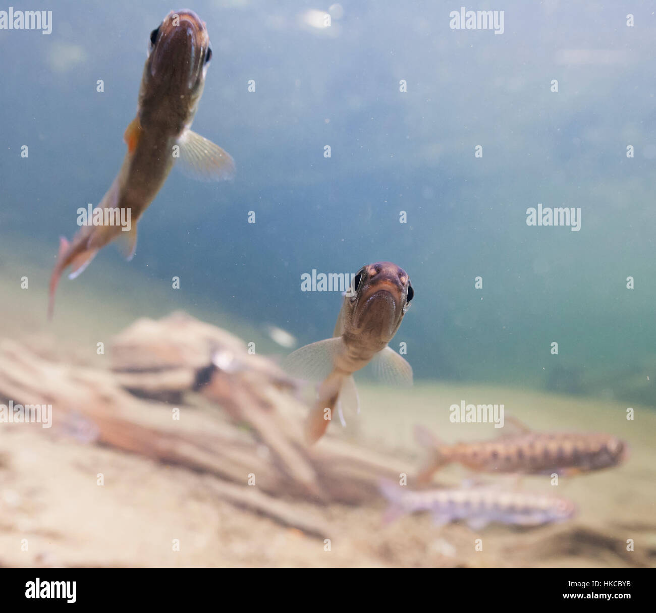 Vista subacquea di salmone coho RFI con segni di Parr in 18-Mile Creek, rame River Delta, Chugach National Forest vicino a Cordova, Alaska in primavera. Foto Stock