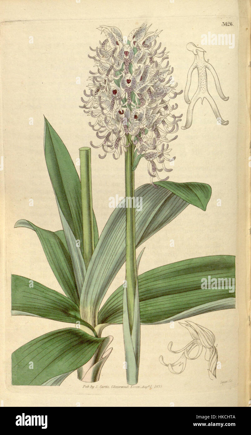Questa illustrazione botanica tratta dal volume di Curtis del 1835 raffigura Orchis simia, precedentemente nota come Orchis tephrosanthos. L'opera mette in evidenza la struttura dettagliata e la classificazione della pianta nella storia botanica. Foto Stock