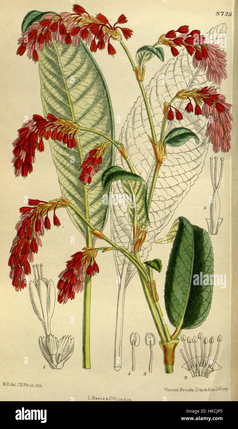 Questa illustrazione botanica del Polygonum griffithii, etichettato 143 8724, fornisce una rappresentazione dettagliata della specie vegetale. Noto per i suoi fiori suggestivi, è un esemplare importante nello studio della flora. Foto Stock