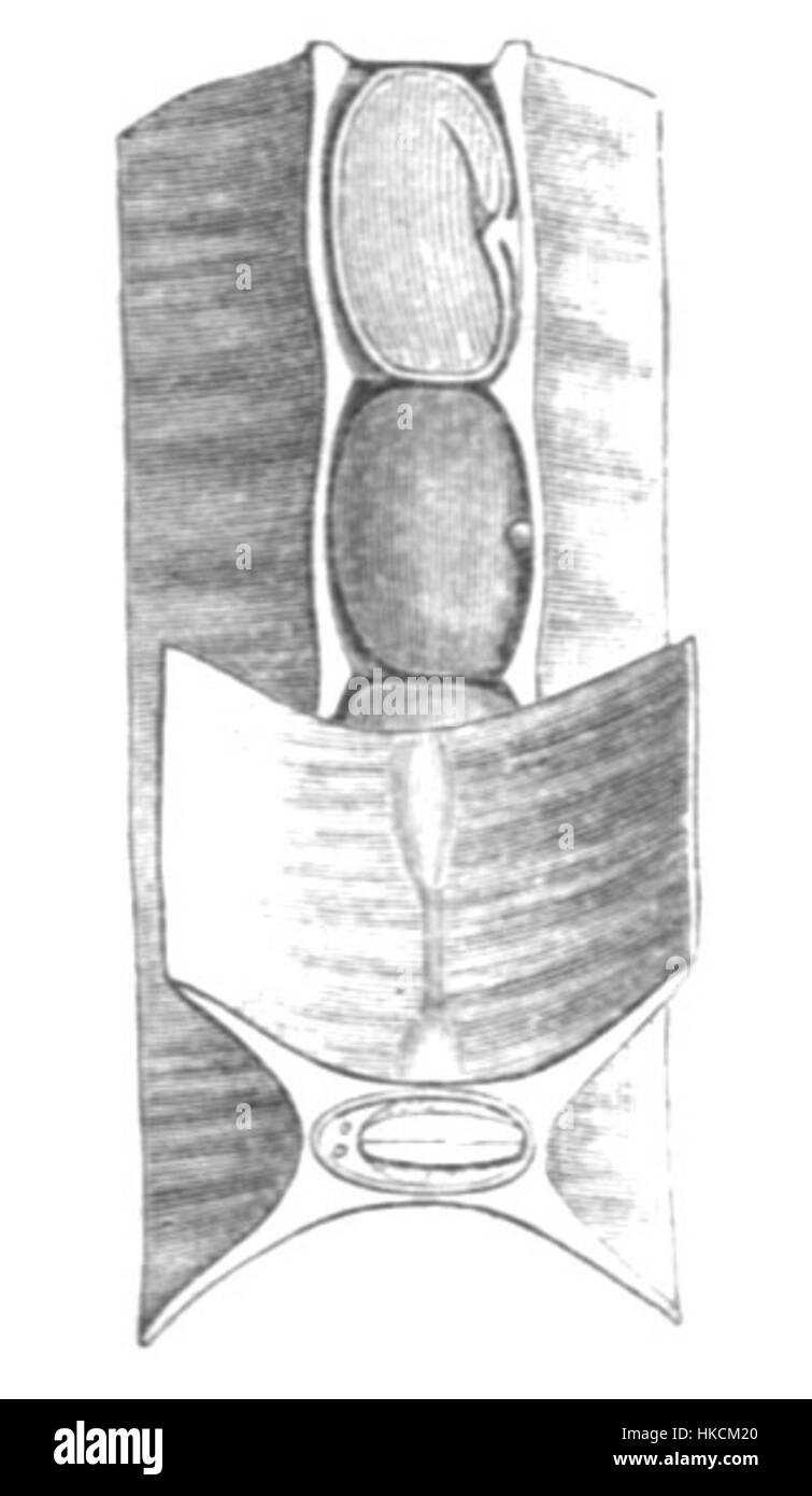 "Sesbania punicea pod" è un'illustrazione botanica che raffigura il baccello della pianta di Sesbania punicea, una specie originaria del Sud America. Questa dettagliata opera d'arte enfatizza il design e la struttura intricati dei baccelli della pianta, mettendo in mostra la conoscenza botanica e l'abilità dell'artista nella realizzazione di soggetti naturali. Foto Stock