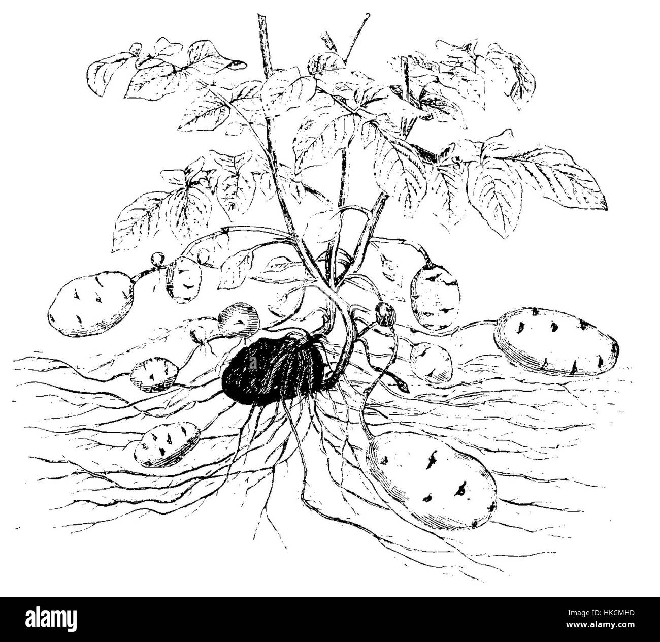 Questa illustrazione del 1900 di Strasburger raffigura il Solanum tuberosum, il nome scientifico della pianta di patata. L'opera botanica mette in evidenza la struttura e i modelli di crescita della pianta, contribuendo allo studio della scienza agricola. Foto Stock