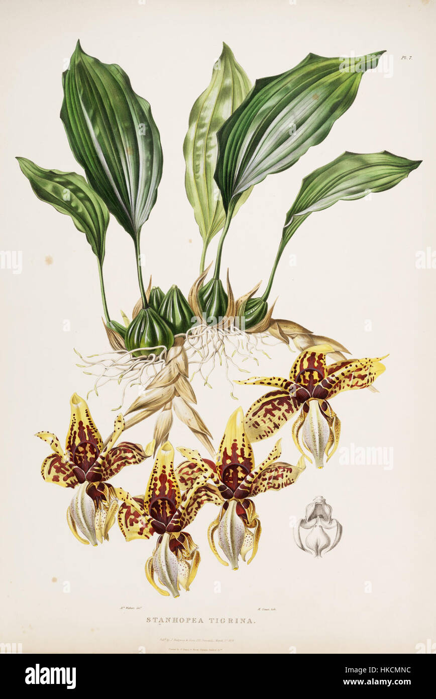 Questa illustrazione botanica del XIX secolo raffigura *Stanhopea tigrina*, una specie di orchidea originaria del Messico e del Guatemala. Noto per il suo aspetto sorprendente, è stato documentato nei primi lavori di Bateman tra il 1837 e il 1843. Foto Stock