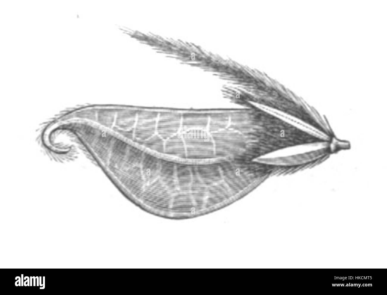 Questa opera d'arte botanica d'epoca illustra la Stylosanthes capitata, una specie nota per i suoi delicati fiori, catturata in uno stile antico. Il pezzo è uno studio dettagliato dell'arte botanica, che sottolinea le caratteristiche uniche del fiore e la bellezza naturale. Foto Stock