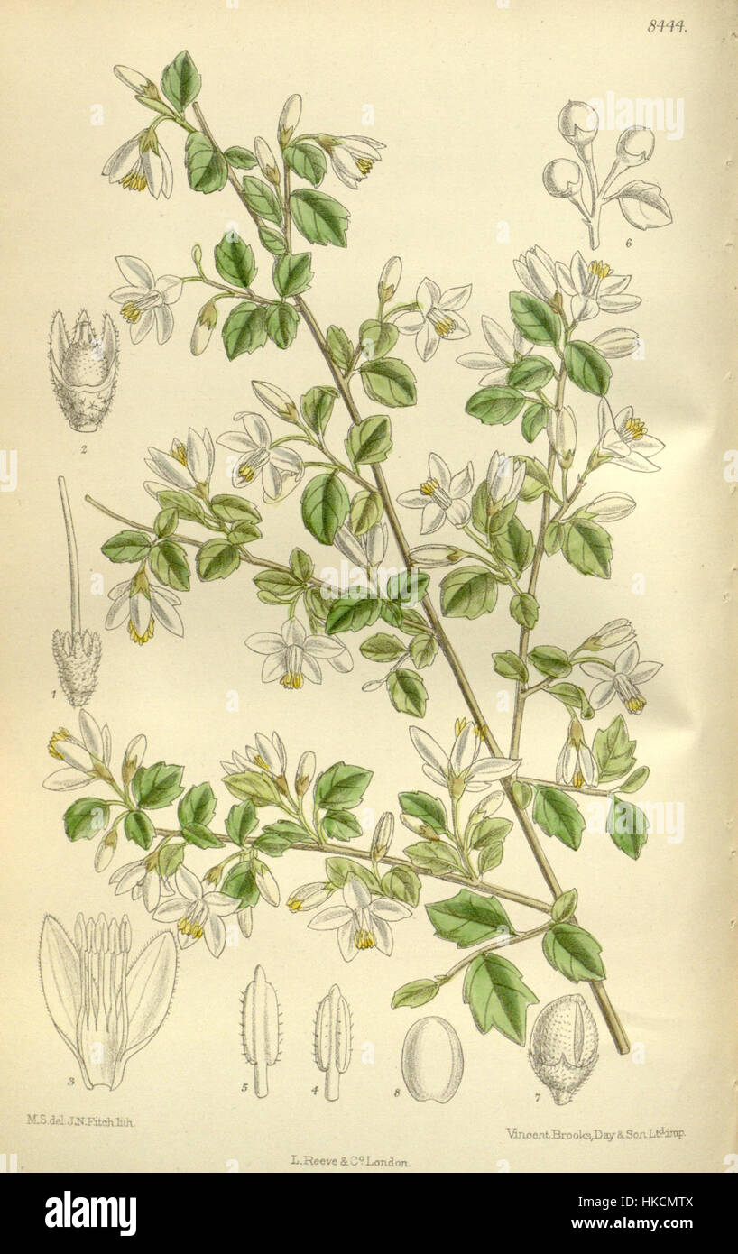 Un'illustrazione botanica di *Styrax wilsonii*, una specie nota per i suoi fiori profumati. Questa illustrazione cattura la struttura dettagliata e la bellezza della pianta, mostrando la sua importanza negli studi botanici. Foto Stock