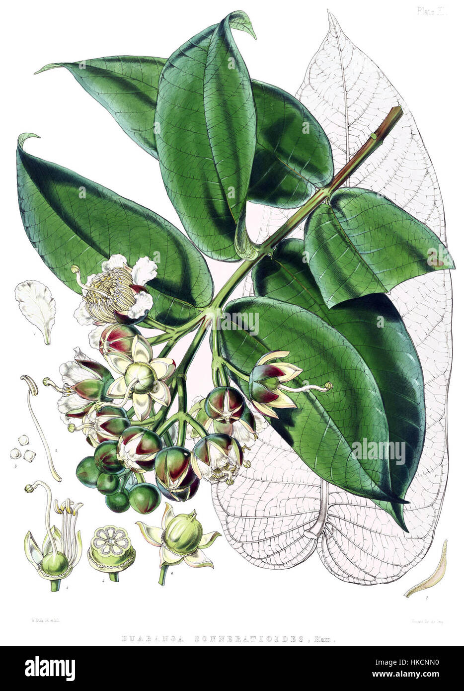 Duabanga sonneratioides è una specie di alberi tropicali che si trova nel sud-est asiatico. Conosciuta per le sue grandi foglie lucide e le sue dimensioni impressionanti, cresce nelle regioni boschive. Questa opera d'arte mette in evidenza le caratteristiche peculiari dell'albero, mostrando la bellezza naturale e l'importanza ecologica di questa specie di piante nel suo ambiente nativo. Foto Stock