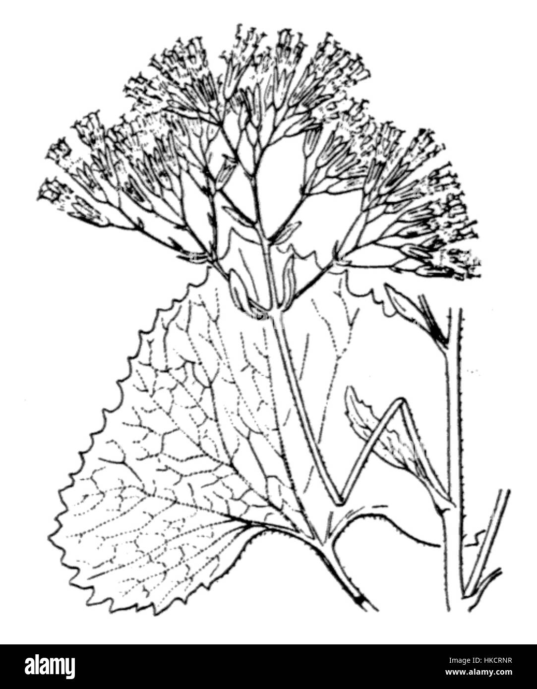 "Adenostyles alpina", una specie di piante alpine descritta per la prima volta da coste nel 1778, è raffigurata in illustrazioni botaniche che ne evidenziano le caratteristiche distintive. La pianta è originaria delle regioni montuose, nota per la sua fioritura unica e l'importanza ecologica. Foto Stock