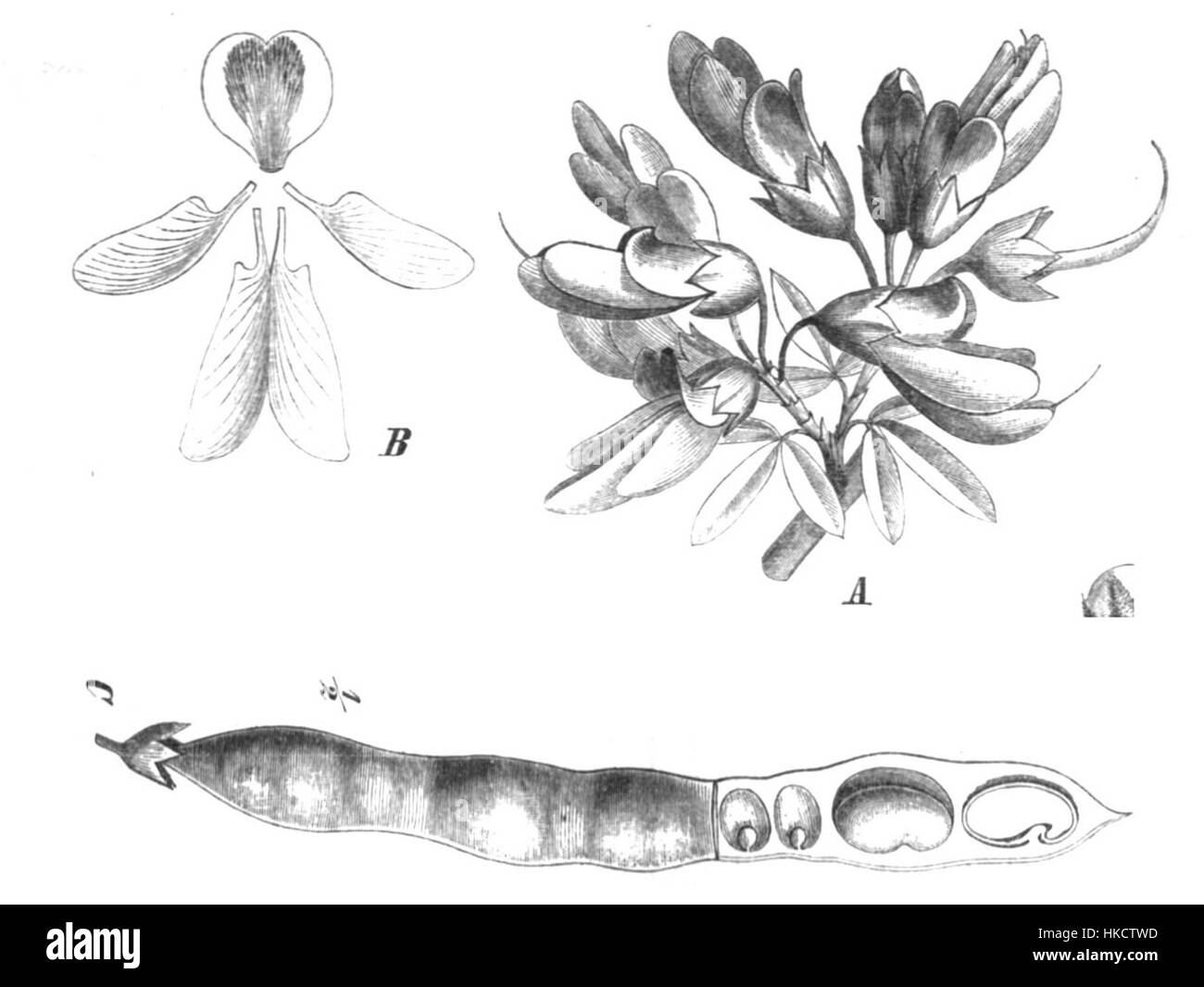 Anagyris foetida, comunemente noto come la balena puzzolente, è una specie vegetale presente nelle illustrazioni botaniche. L'immagine mostra l'aspetto e le caratteristiche distintive dell'impianto. Foto Stock
