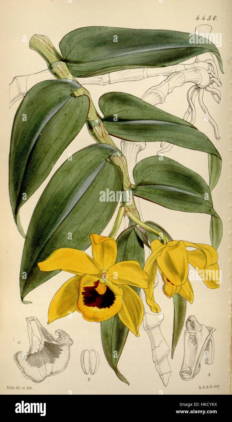 Un'illustrazione botanica di *Dendrobium ochreatum* (precedentemente *Dendrobium cambridgeanum*) da Curtis' Botanical Magazine, pubblicato nel 1849. L'opera d'arte mostra la delicata struttura dell'orchidea e i colori vivaci. Foto Stock Un'illustrazione botanica di *Dendrobium ochreatum* (precedentemente *Dendrobium cambridgeanum*) da Curtis' Botanical Magazine, pubblicato nel 1849. L'opera d'arte mostra la delicata struttura dell'orchidea e i colori vivaci. Foto Stock