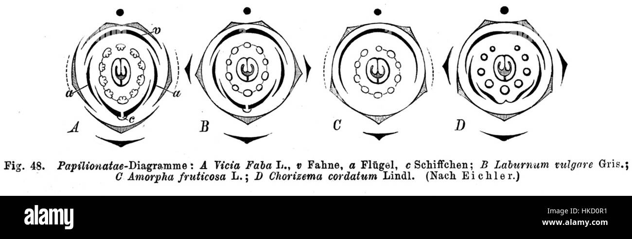 Un diagramma scientifico di Taub, che illustra la classificazione di Faboideae, una sottofamiglia di legumi. Questo diagramma educativo aiuta nella comprensione della biologia vegetale, in particolare nel contesto degli studi botanici. Foto Stock