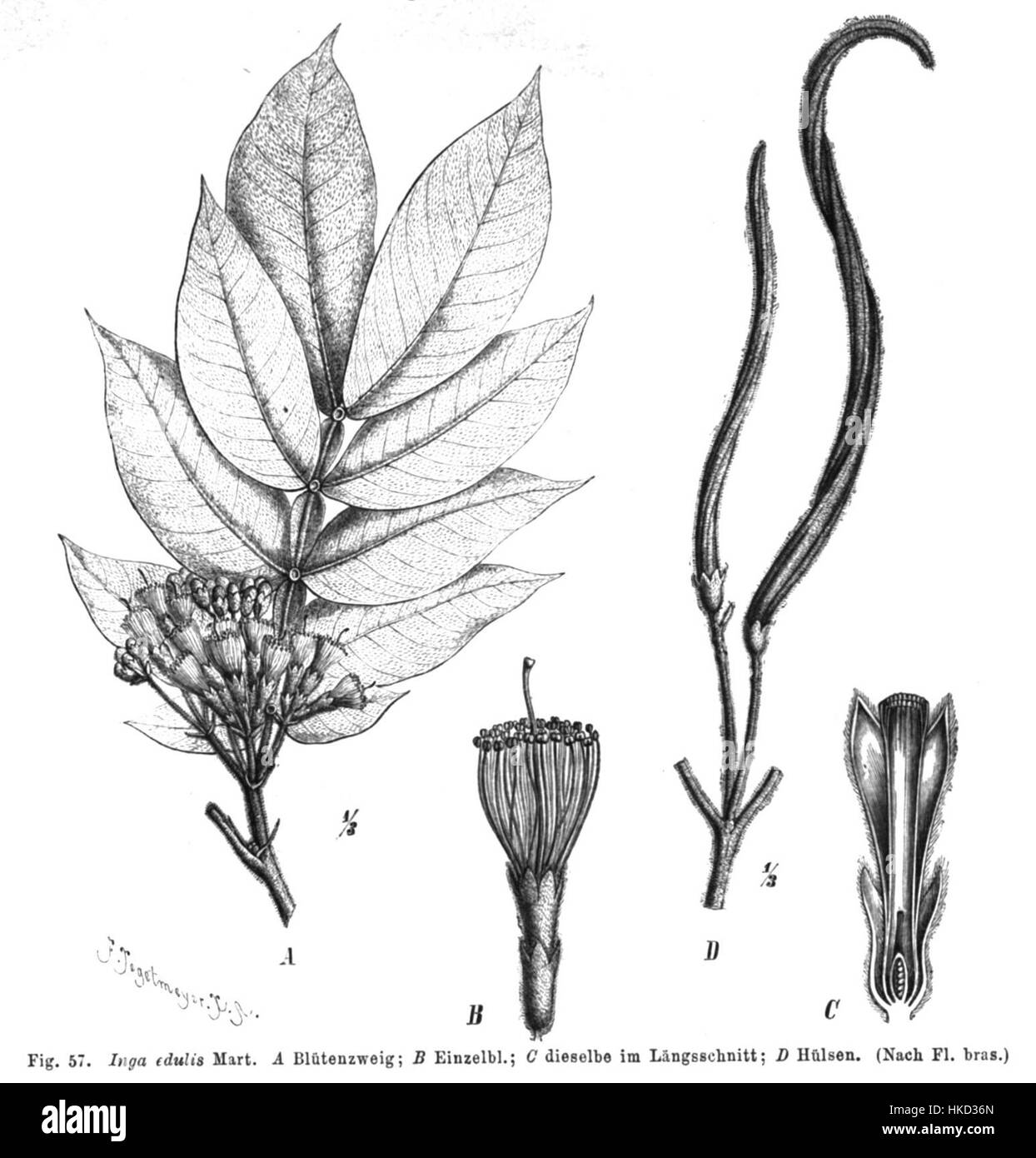 Un'opera botanica di *Inga edulis*, conosciuta anche come l'albero dei gelati, raffigurante i suoi caratteristici baccelli lunghi e il lussureggiante fogliame verde. La pianta è originaria delle regioni tropicali del Sud America ed è conosciuta per i suoi semi commestibili. Foto Stock