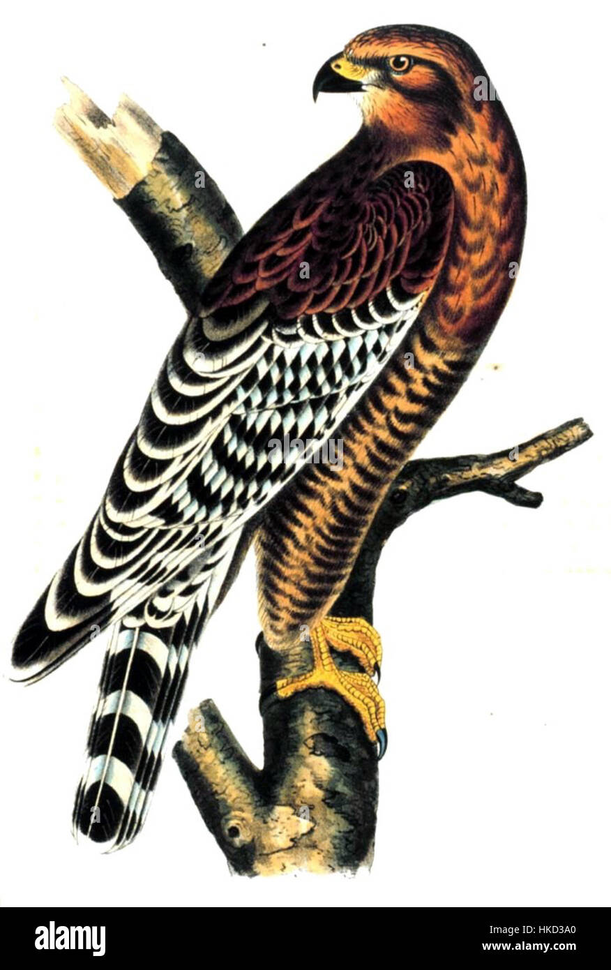 Hypotriorchis femoralis è una specie di vespa parassita, nota per il suo ruolo nel controllo delle popolazioni parassitarie. Questa specie è nota per il suo comportamento specifico e l'importanza ecologica nella gestione naturale degli organismi nocivi. Foto Stock