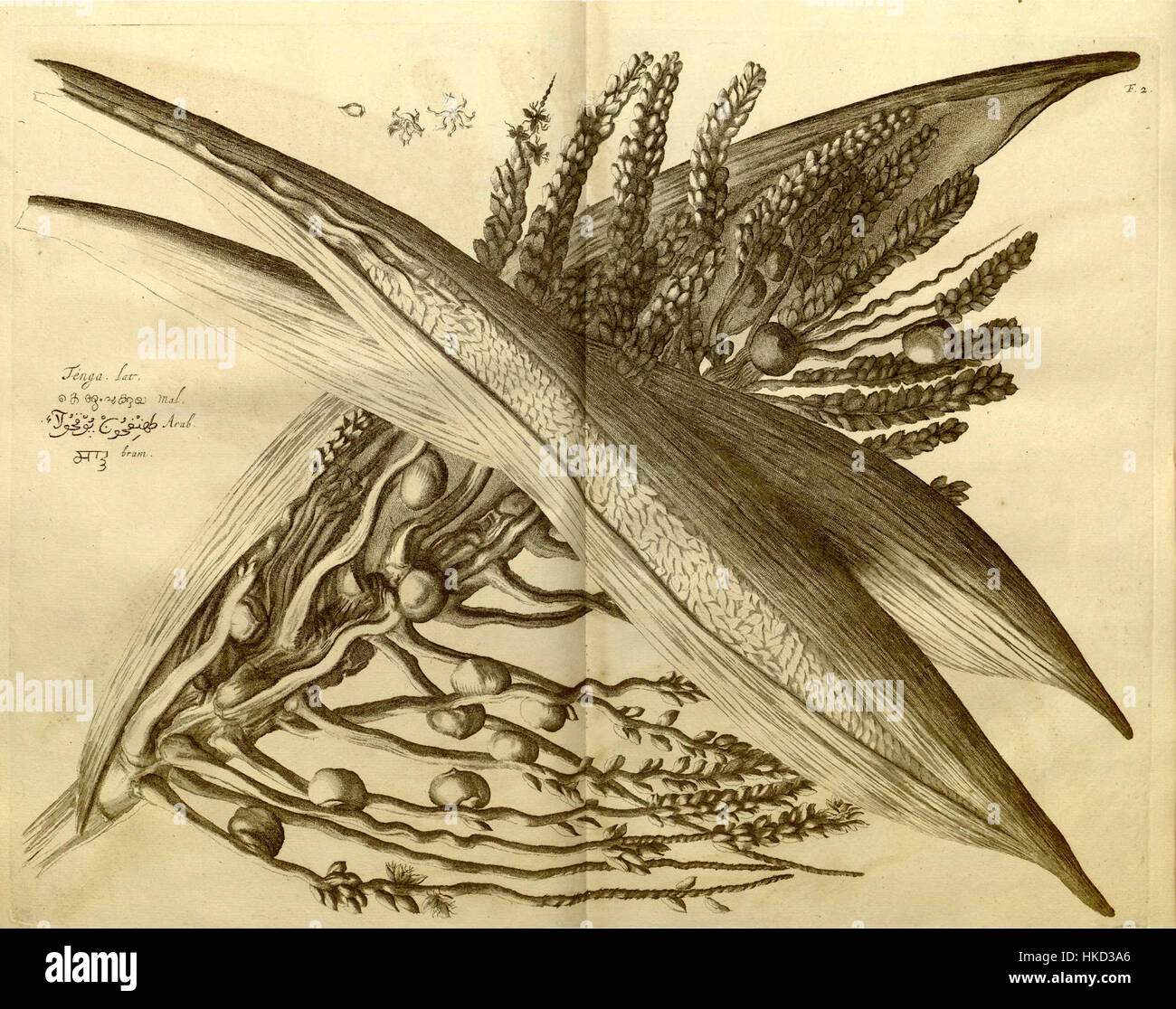 L'Hortus Malabaricus è una rinomata illustrazione botanica e questo pezzo mette in risalto la pianta della pukila di Thengin. Originario della regione del Malabar, enfatizza la ricca biodiversità documentata nei primi studi botanici. Foto Stock
