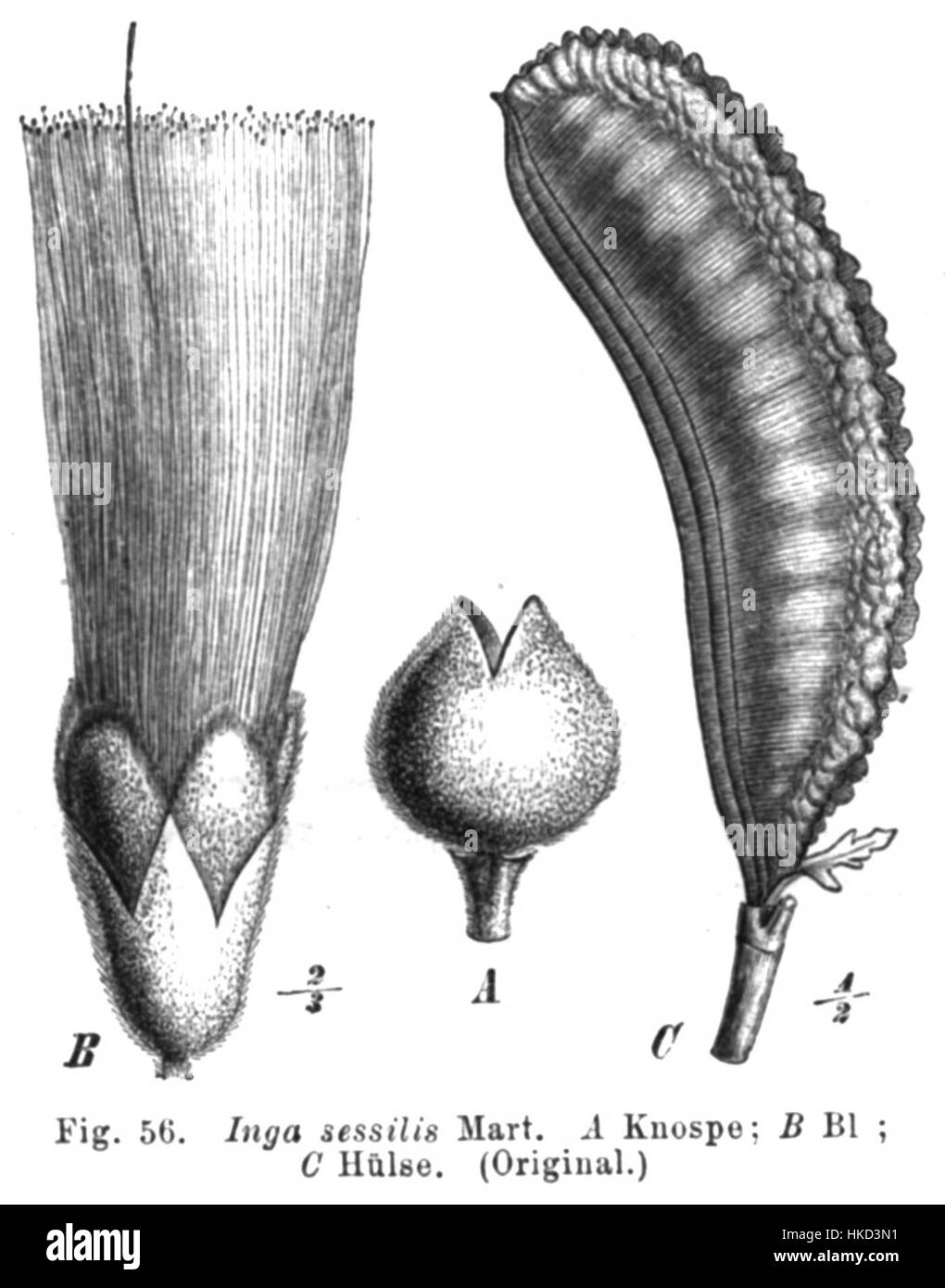"Inga sessilis Taub56" si riferisce a una specie vegetale nota per le sue foglie distintive e le abitudini di crescita. Questa illustrazione botanica o opera d'arte probabilmente mette in mostra la morfologia della pianta, evidenziando il suo ruolo nella scienza naturale e negli studi sulle piante. Foto Stock