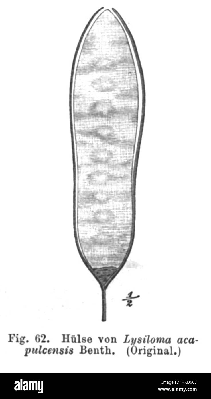 Lysiloma acapulcense, noto anche come guaje, è una specie di leguminoso originaria delle regioni tropicali dell'America centrale e meridionale. Questa pianta è nota per il suo fogliame caratteristico e si trova spesso in regioni aride e semi-aride, fornendo importanti benefici ecologici nel suo habitat nativo. Foto Stock
