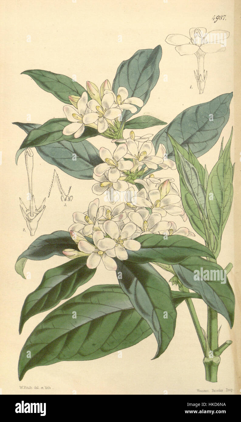 Questa illustrazione botanica mostra la pianta Mitriostigma axillare, documentata per la prima volta nel 'Botanical Magazine' nel 1857. L’opera d’arte dettagliata evidenzia le caratteristiche principali della pianta e la classificazione scientifica. Foto Stock