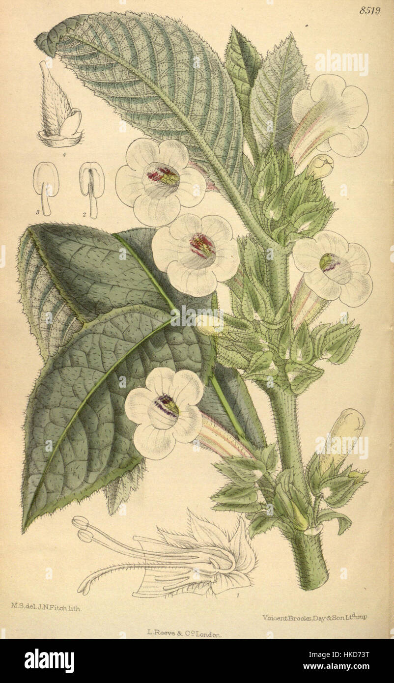 Un'illustrazione botanica di Nautilocalyx pallidus, una specie rara. Questo disegno vintage cattura le caratteristiche uniche della pianta con precisione scientifica, mostrando i suoi fiori pallidi e la sua struttura distintiva. Foto Stock