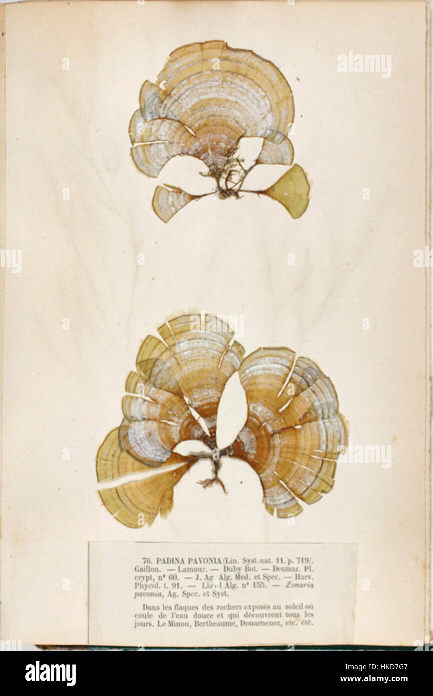 Questa immagine mostra la specie marina Padina pavonia, un tipo di alghe brune. Mette in risalto la struttura e l'aspetto unici di questa alga, enfatizzando la sua bellezza naturale e il suo significato ecologico. Foto Stock