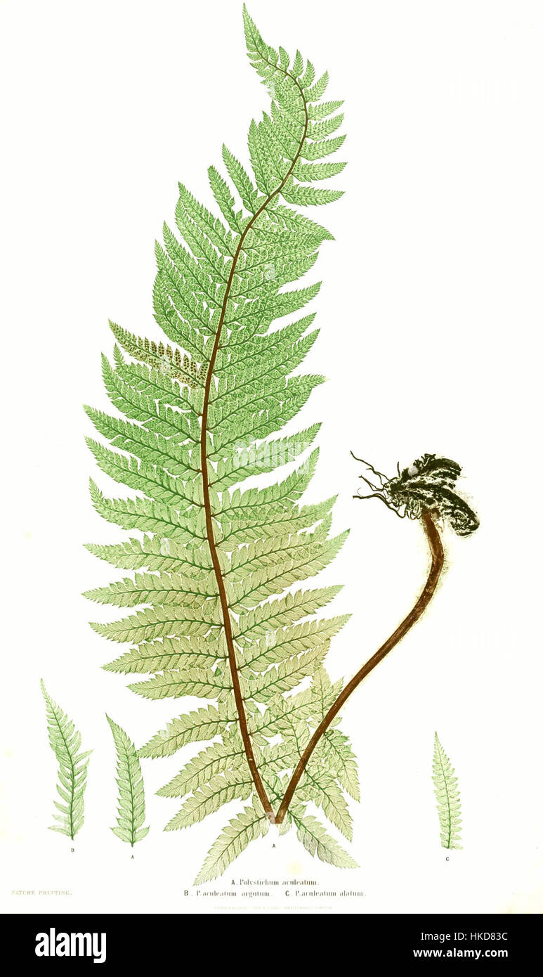 Illustrazione botanica di *Polystichum aculeatum* (una specie di felce), che mostra la sua struttura dettagliata e la sua bellezza naturale, tipica dell'arte scientifica del XIX secolo. Foto Stock