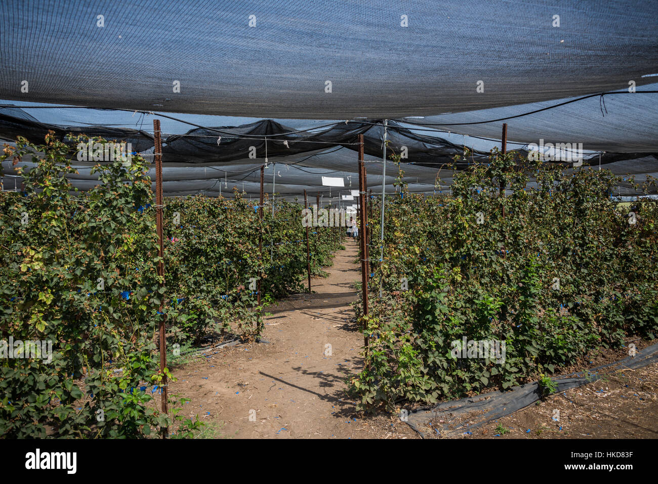 Lamponi a Gedera farm, Israele Foto Stock