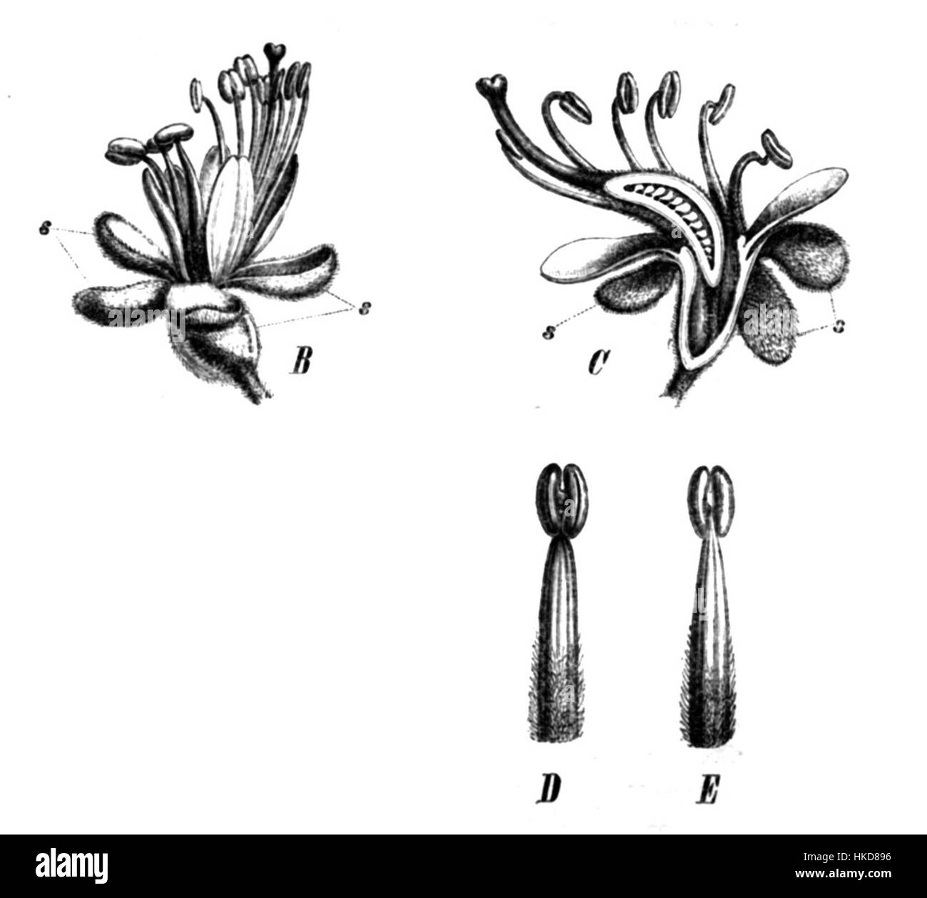 Peltogyne paniculata, comunemente noto come albero a cuore di porcellana, è una specie di albero in fiore originaria delle Americhe. Il suo legno è noto per il suo caratteristico colore viola ed è spesso usato nella lavorazione del legno e nella produzione di mobili raffinati. Questa opera raffigura gli aspetti floreali dell'albero, evidenziandone la bellezza unica. Foto Stock