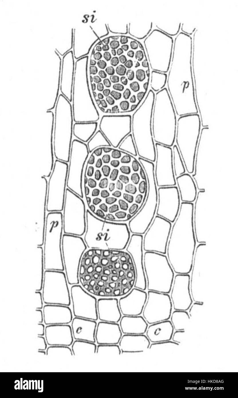 Questa illustrazione botanica di Sachs si concentra sul phloem di Cucurbita pepo, comunemente noto come zucca. Lo studio dettagliato evidenzia il sistema vascolare della pianta, in particolare la struttura del suo tessuto floem. Foto Stock