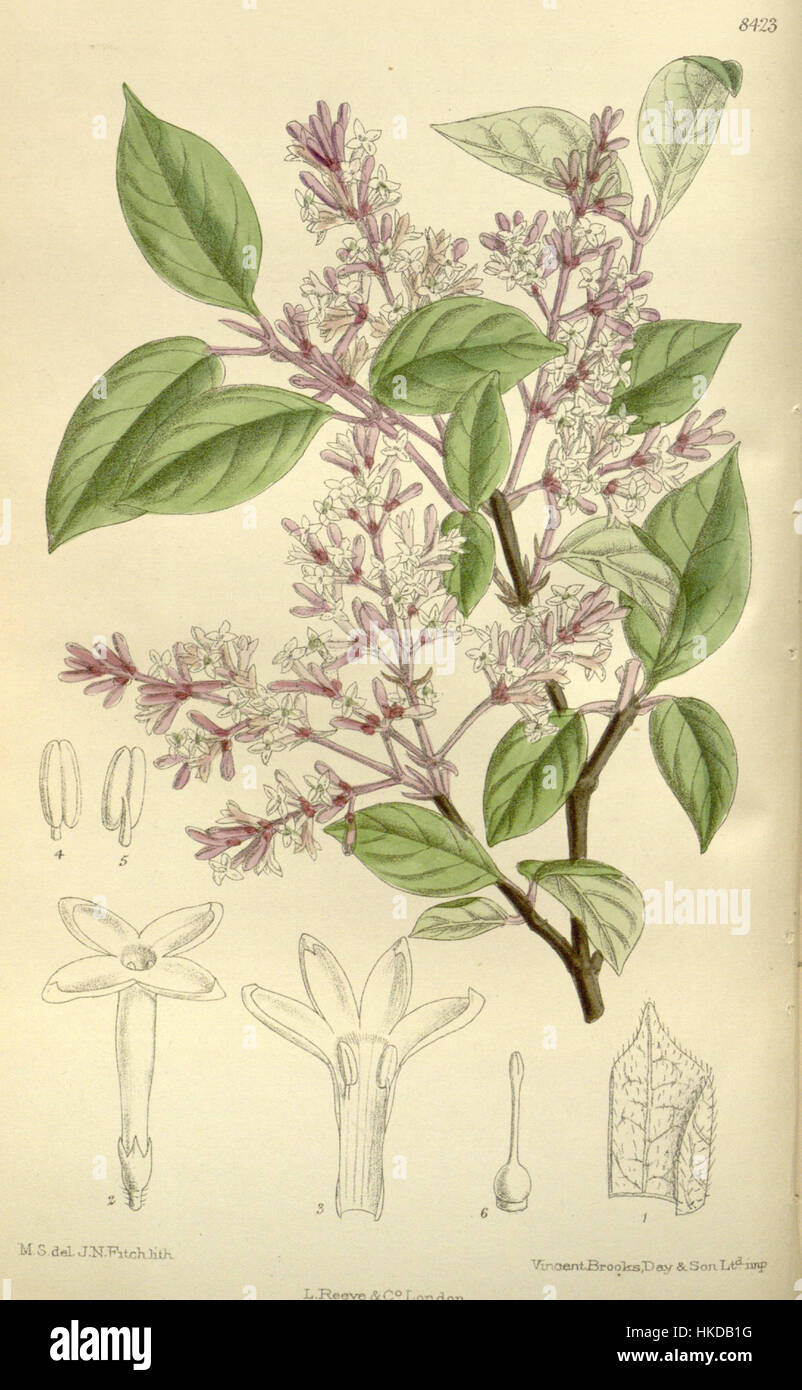 "Syylan julianae 138 8423" è un'illustrazione botanica che raffigura la specie lilla Syylan julianae. Questo pezzo mette in mostra i delicati fiori e foglie della pianta in una forma d'arte scientifica altamente dettagliata tipica delle illustrazioni botaniche. Foto Stock
