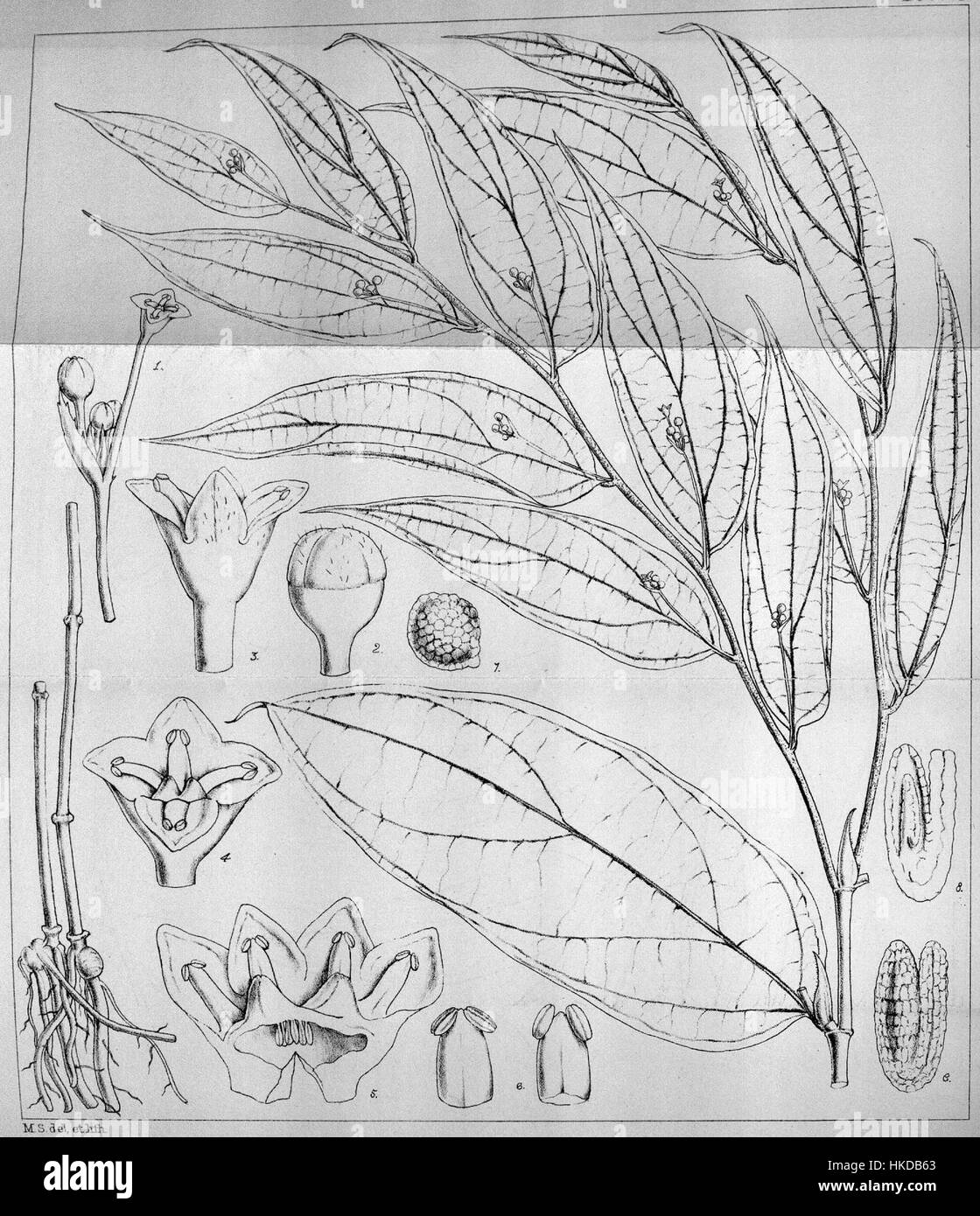 Lo Stichoneuron membranaceum è una specie di pianta in fiore della famiglia delle Acanthaceae. Nota per la sua caratteristica struttura floreale, questa pianta si trova tipicamente nelle regioni tropicali ed è ammirata per i suoi fiori ornamentali. Le caratteristiche uniche della pianta la rendono un argomento prezioso negli studi botanici e nella coltivazione del giardino. Foto Stock