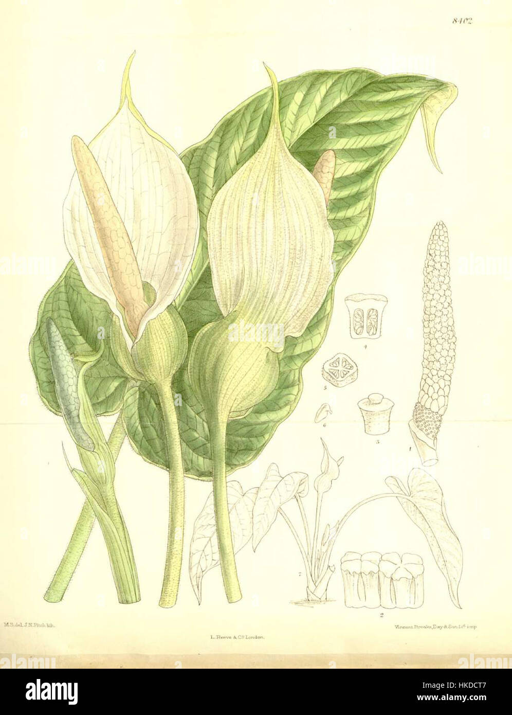 Xanthosoma pubescens, una pianta tropicale nota per le sue grandi foglie a forma di cuore, è spesso presente in opere d'arte botaniche. Questo dipinto mette in risalto il suo caratteristico fogliame e le vivaci tonalità di verde, tipiche delle illustrazioni delle piante tropicali. Foto Stock