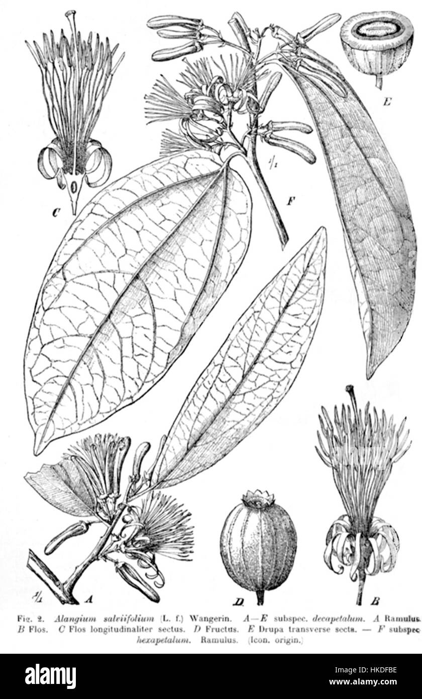 *Alangium salviifolium* Engler è un'illustrazione botanica di una specie di alberi in fiore, che mostra le sue caratteristiche. La pianta è originaria delle regioni tropicali ed è nota per i suoi usi medicinali e il suo valore ornamentale. Foto Stock