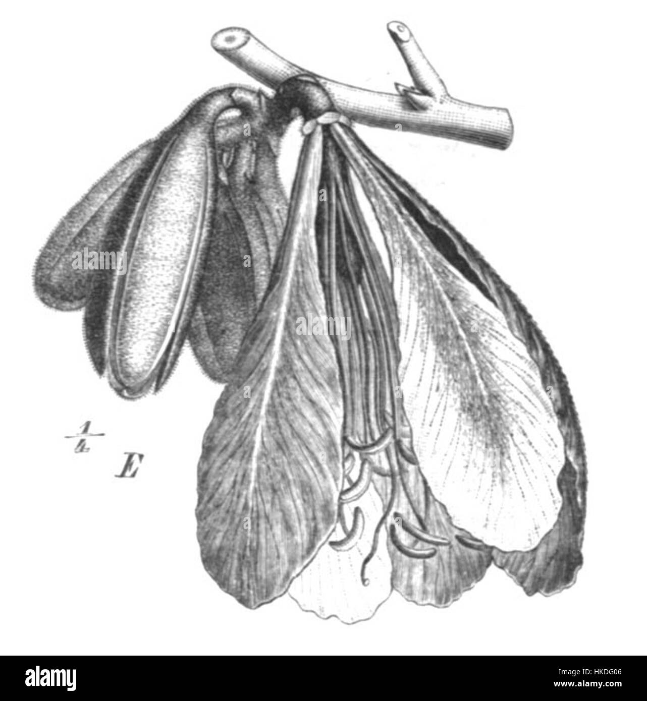 "Baikiaea insignis Taub102b" è un'illustrazione botanica che presenta una specie specifica di albero della famiglia Leguminosae. L'opera d'arte è nota per la sua rappresentazione dettagliata della struttura e delle caratteristiche dell'impianto. Foto Stock