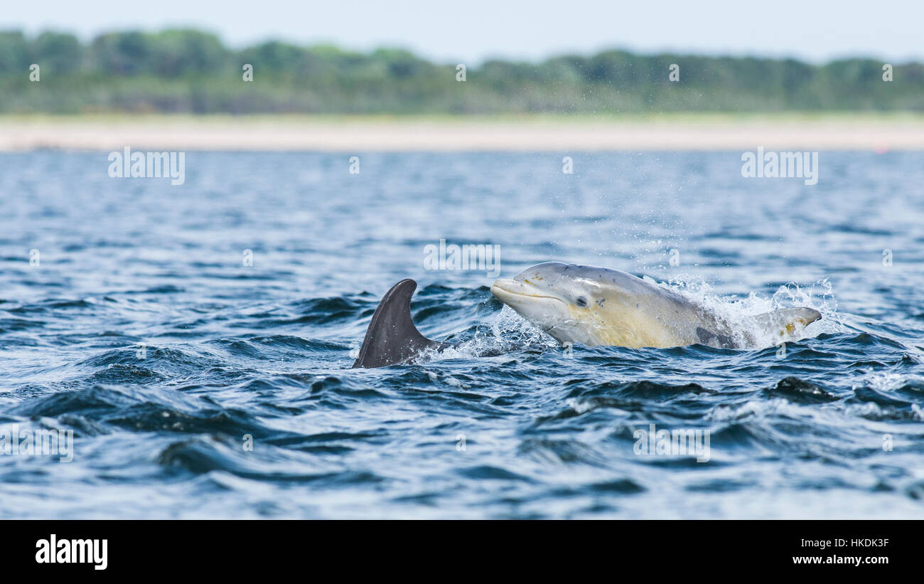 Comune di delfini Bottlenose (Tursiops truncatus) nella baia, Chanonry Point, Moray Firth, Inverness, Scotland, Regno Unito Foto Stock