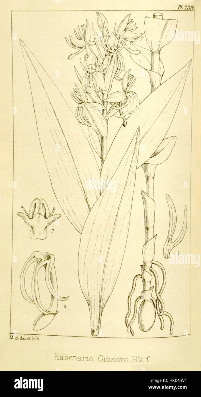 Habenaria foliosa (come Habenaria gibsonii, scritto Habenaria gibsoni) Hooker's Icones Plantarum vol. 24 pl. 2319 (1896) Foto Stock