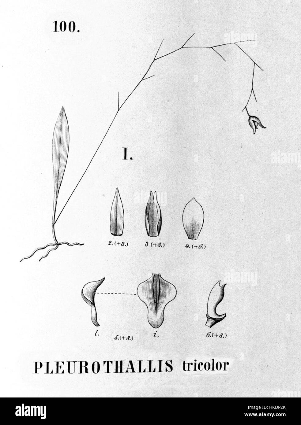 Stelis tricolore (come Pleurothallis tricolore) spaccato dalla flora Brasiliensis3 4 100 fig i Foto Stock
