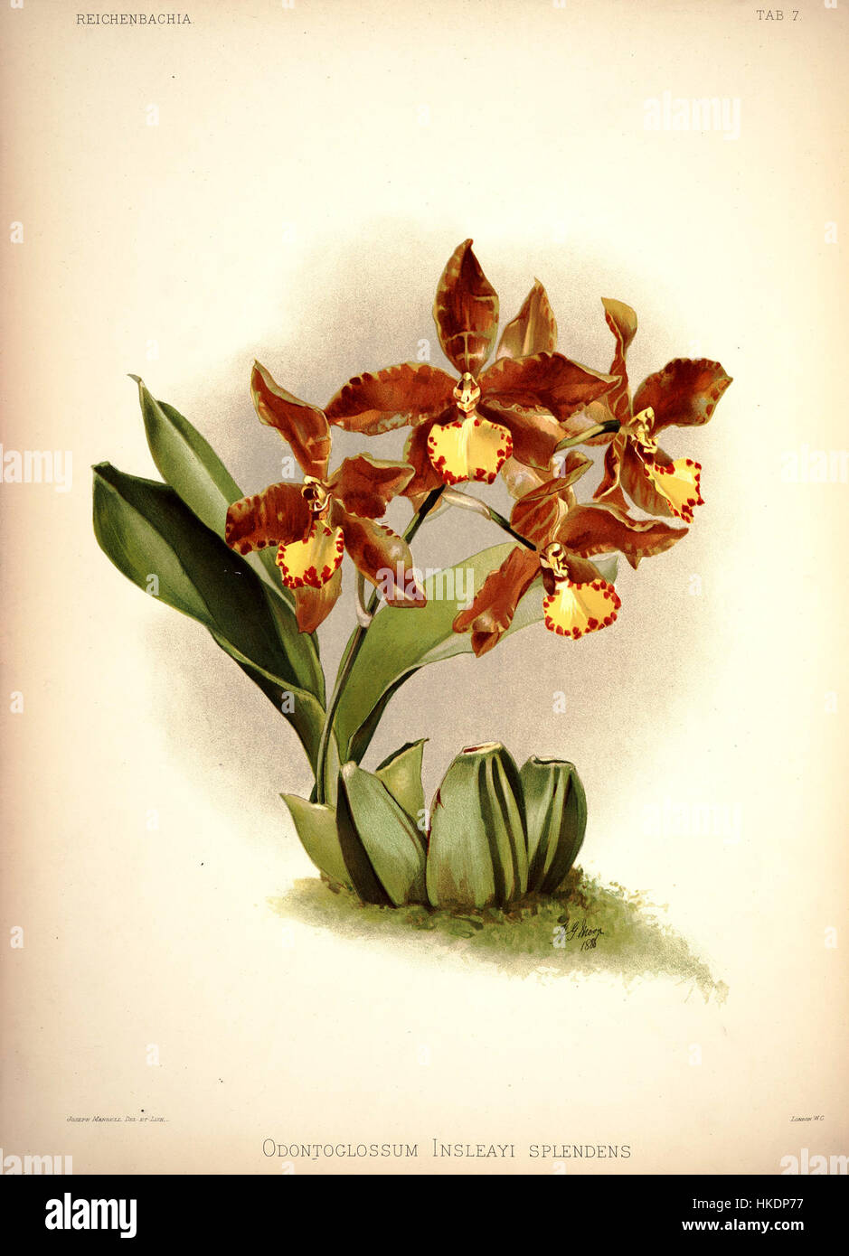 L'illustrazione del 1888 di Frederick Sander "Reichenbachia i Plate 07" raffigura l'Odontoglossum insleayi Splendens, una specie di orchidea nota per i suoi motivi intricati e i colori vivaci, che mostra la bellezza dell'illustrazione botanica. Foto Stock L'illustrazione del 1888 di Frederick Sander "Reichenbachia i Plate 07" raffigura l'Odontoglossum insleayi Splendens, una specie di orchidea nota per i suoi motivi intricati e i colori vivaci, che mostra la bellezza dell'illustrazione botanica. Foto Stock