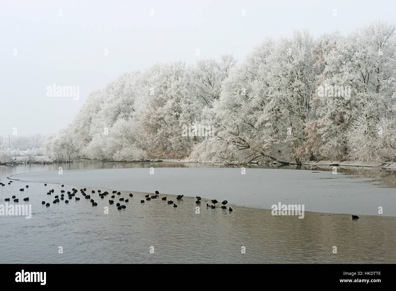 Alberi con la brina, la folaga (fulica atra) nuotare in acqua ghiacciata, floodplain in inverno, Emsland, Bassa Sassonia, Germania Foto Stock