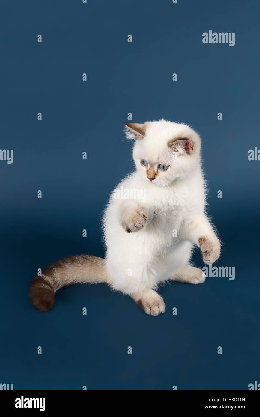 British Shorthair cat (Felis silvestris catus), un gattino, bianco, studio shot Foto Stock