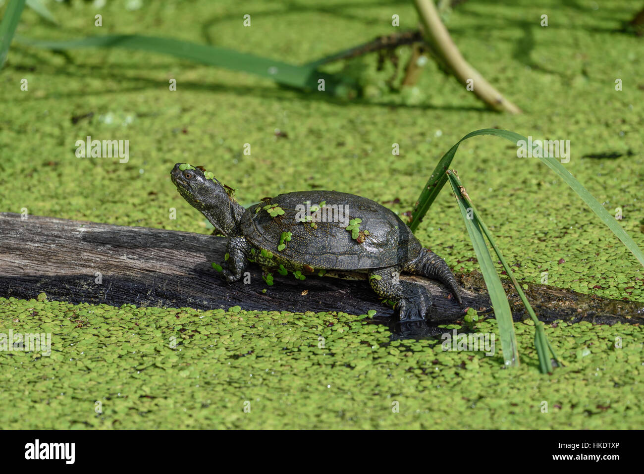 European pond terrapin (Emys orbicularis), captive, Lorena, Francia Foto Stock