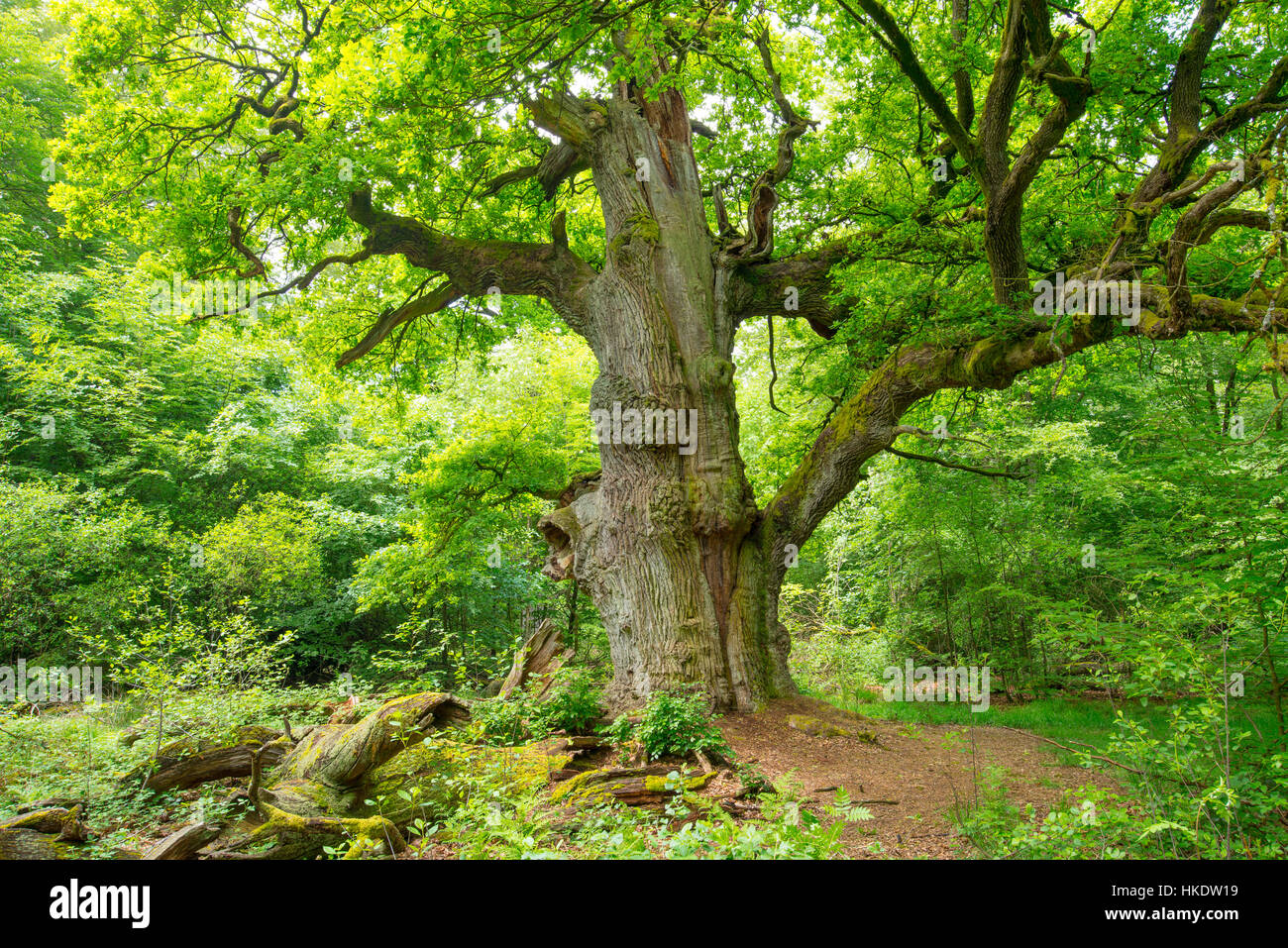 Vecchio inglese quercia (Quercus robur), Huteeiche, Hesse, Germania Foto Stock