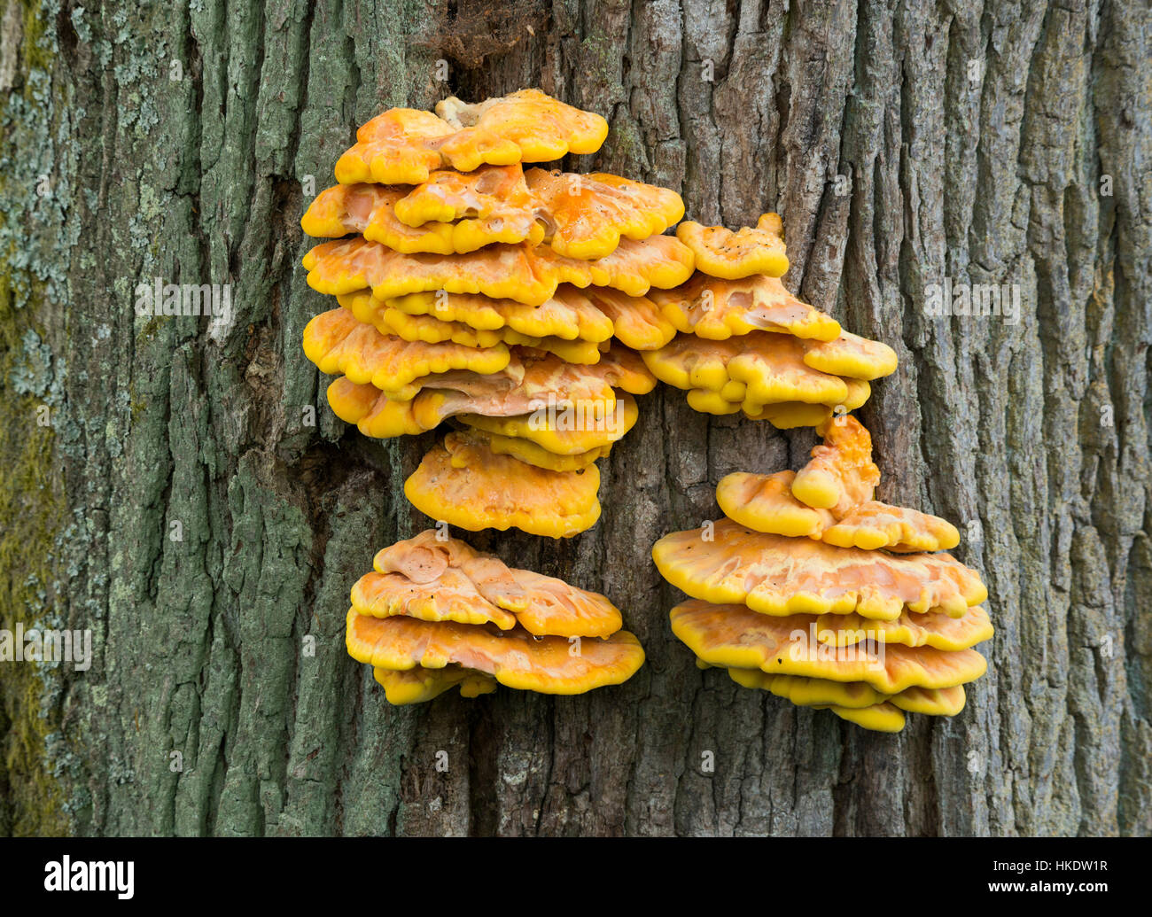 Polypore zolfo (Laetiporus sulfurei), frutto del corpo sulla quercia (Quercus), Hesse, Germania Foto Stock