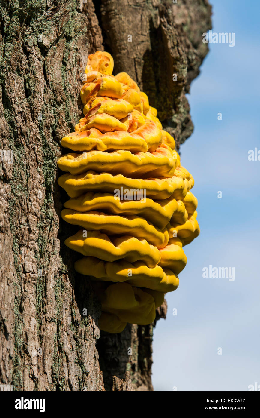 Polypore zolfo (Laetiporus sulfurei), frutto del corpo sulla quercia (Quercus), Hesse, Germania Foto Stock