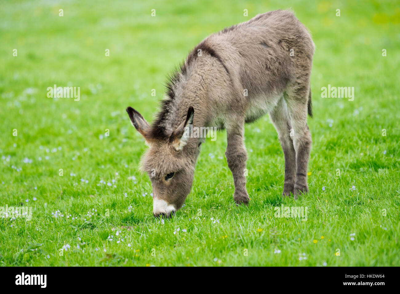 Asino domestico (Equus asinus asinus), puledro di mangiare in un prato, Germania Foto Stock