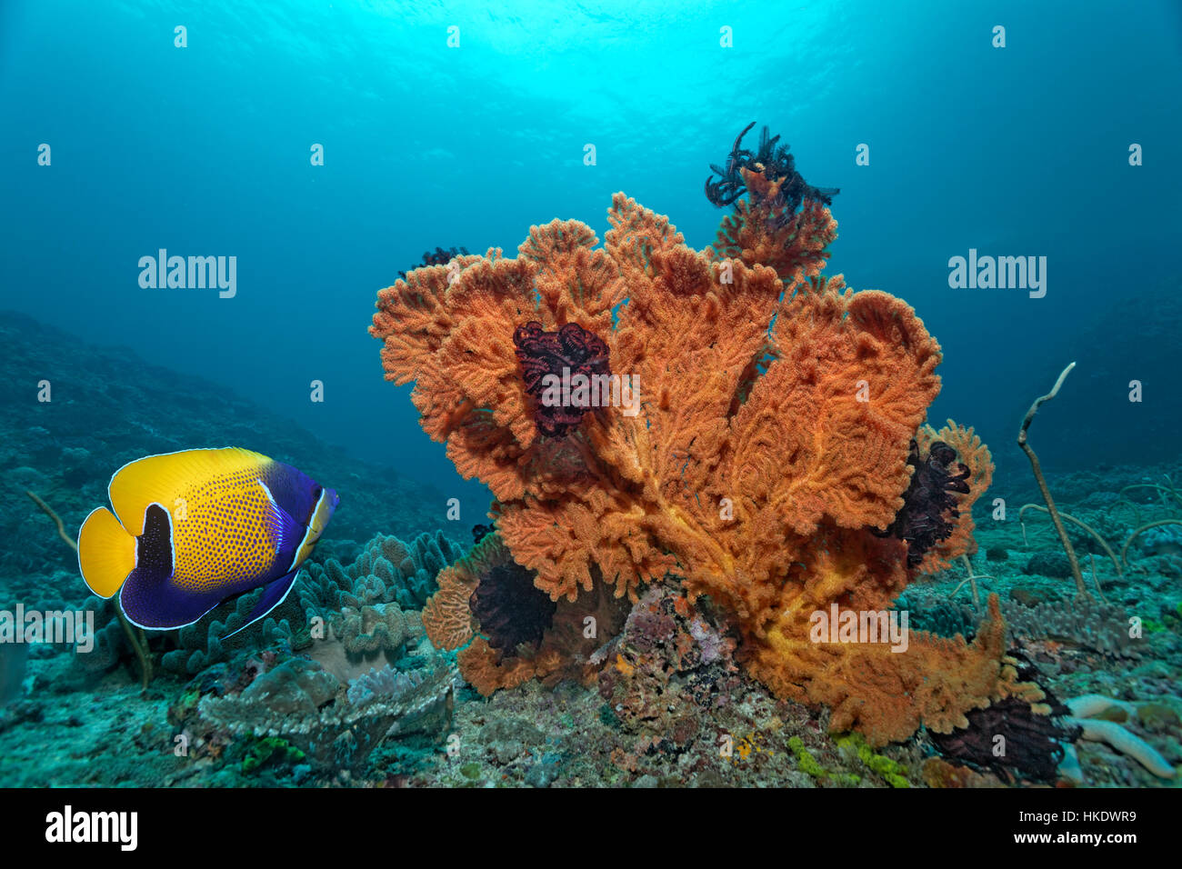 Blu-cinto angelfish (Pomacanthus navarchus), mare fan (Mopsella sp.) con Piuma star, Saparua, Isole Molucche, Banda Mare Foto Stock