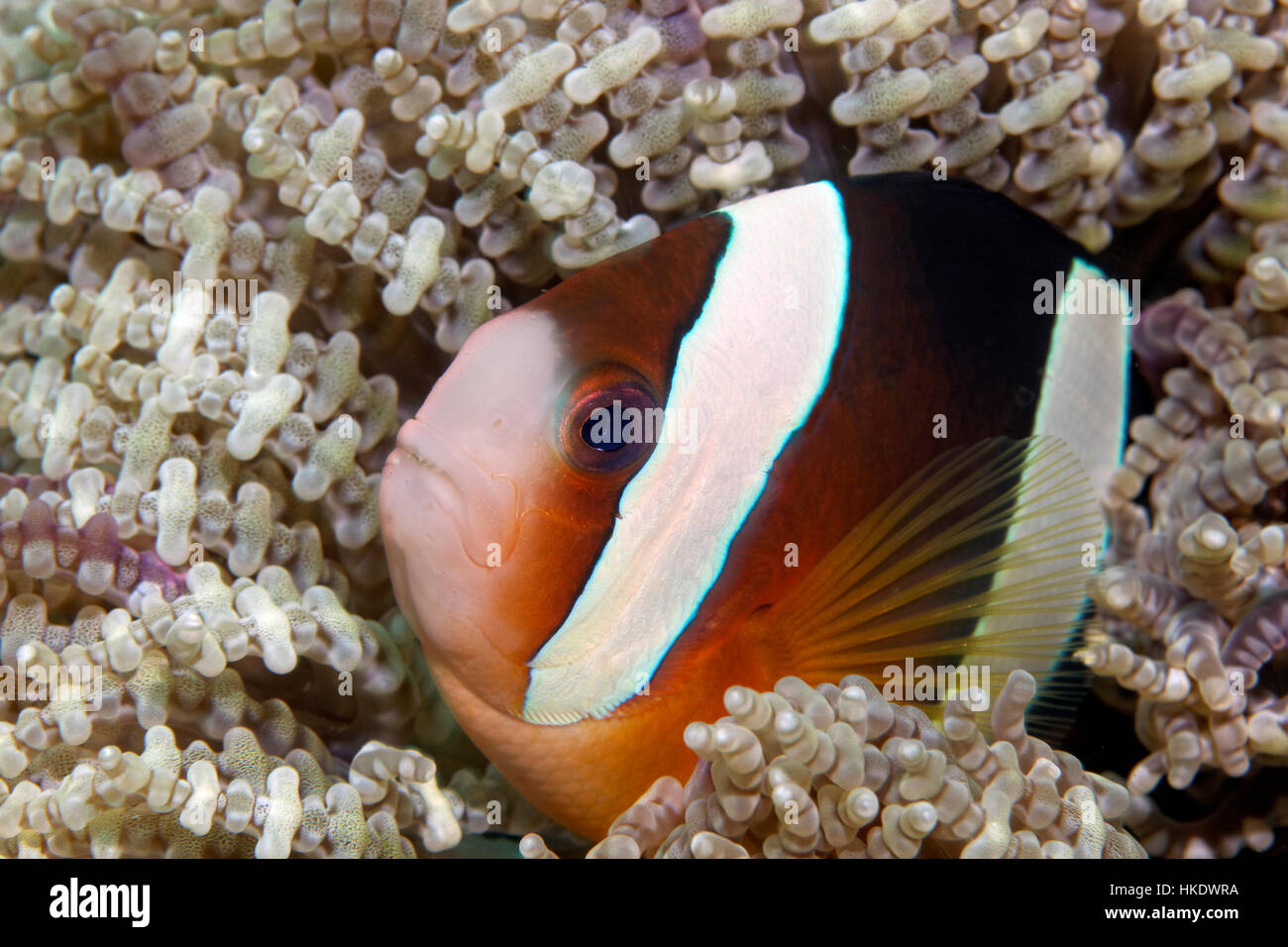 Clark (anemonefish Amphiprion clarkii) in Ritteri (anemone Heteractis magnifica) Saparua, Isole Molucche, Banda Mare Foto Stock