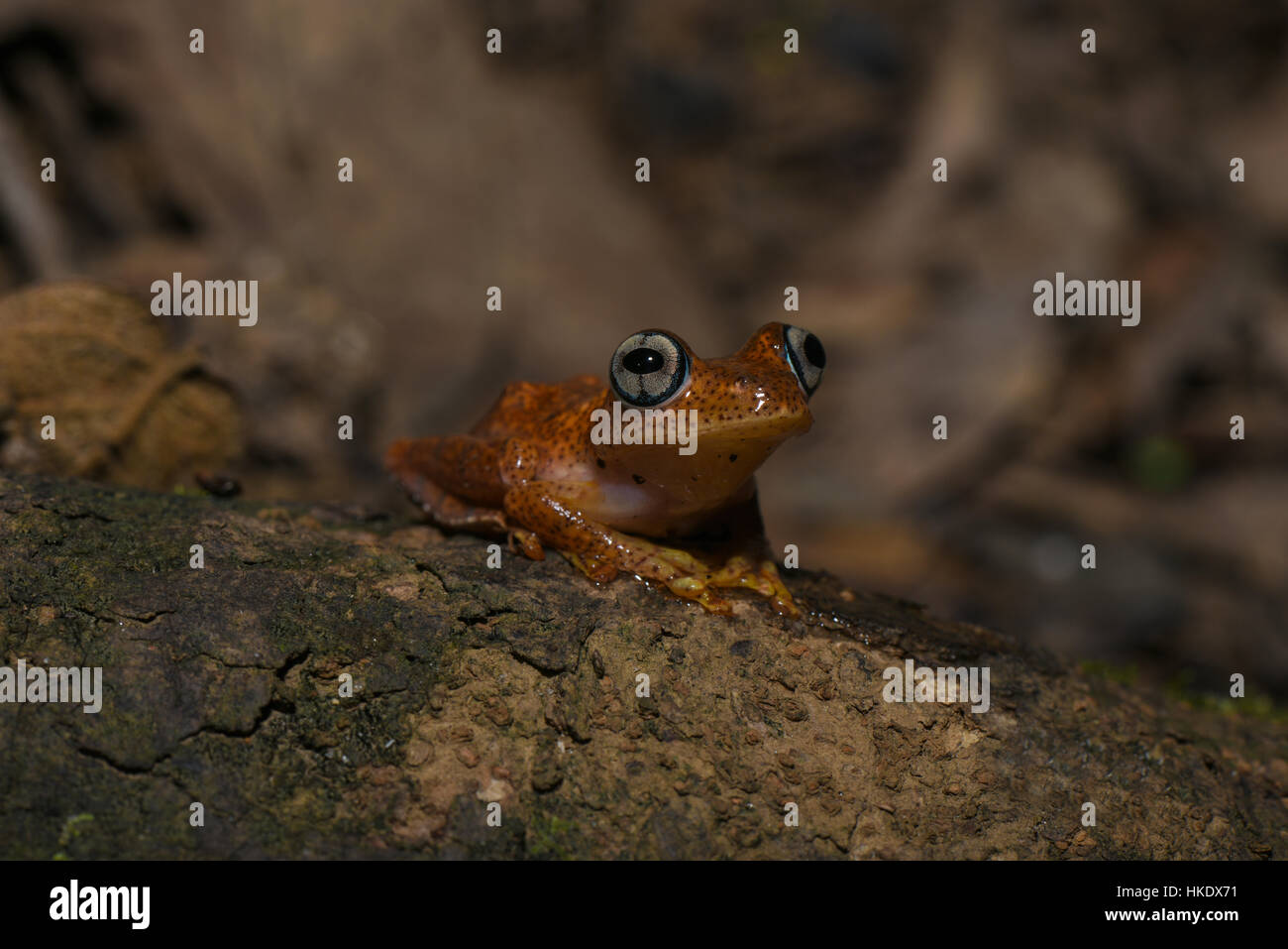 Frog (Boophis Pirro), Andasibe Parco nazionale del Madagascar Foto Stock