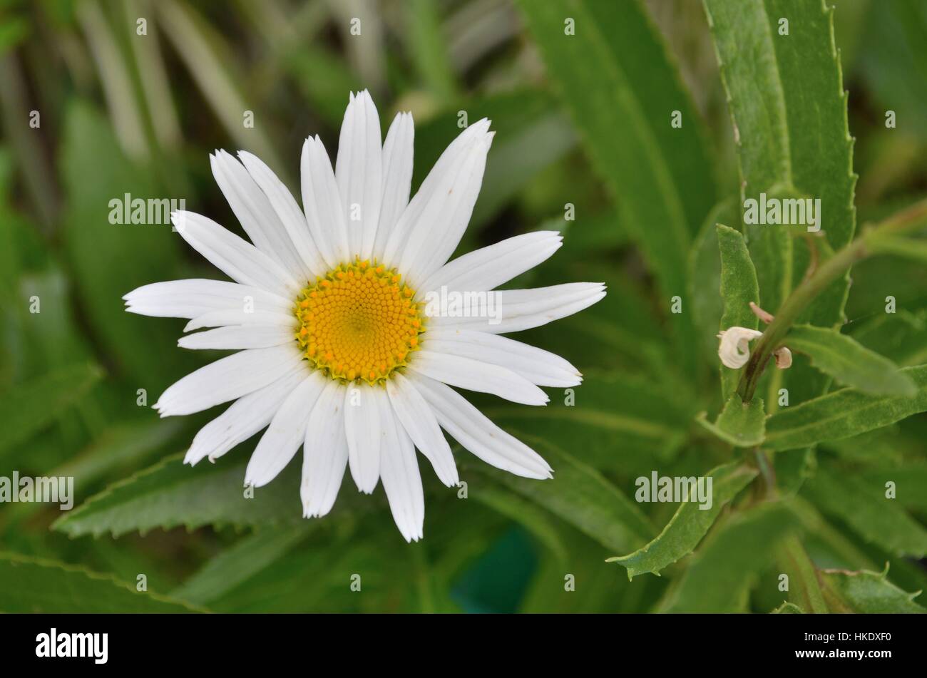 Bianco Giallo daisy fiore in fiore Foto Stock