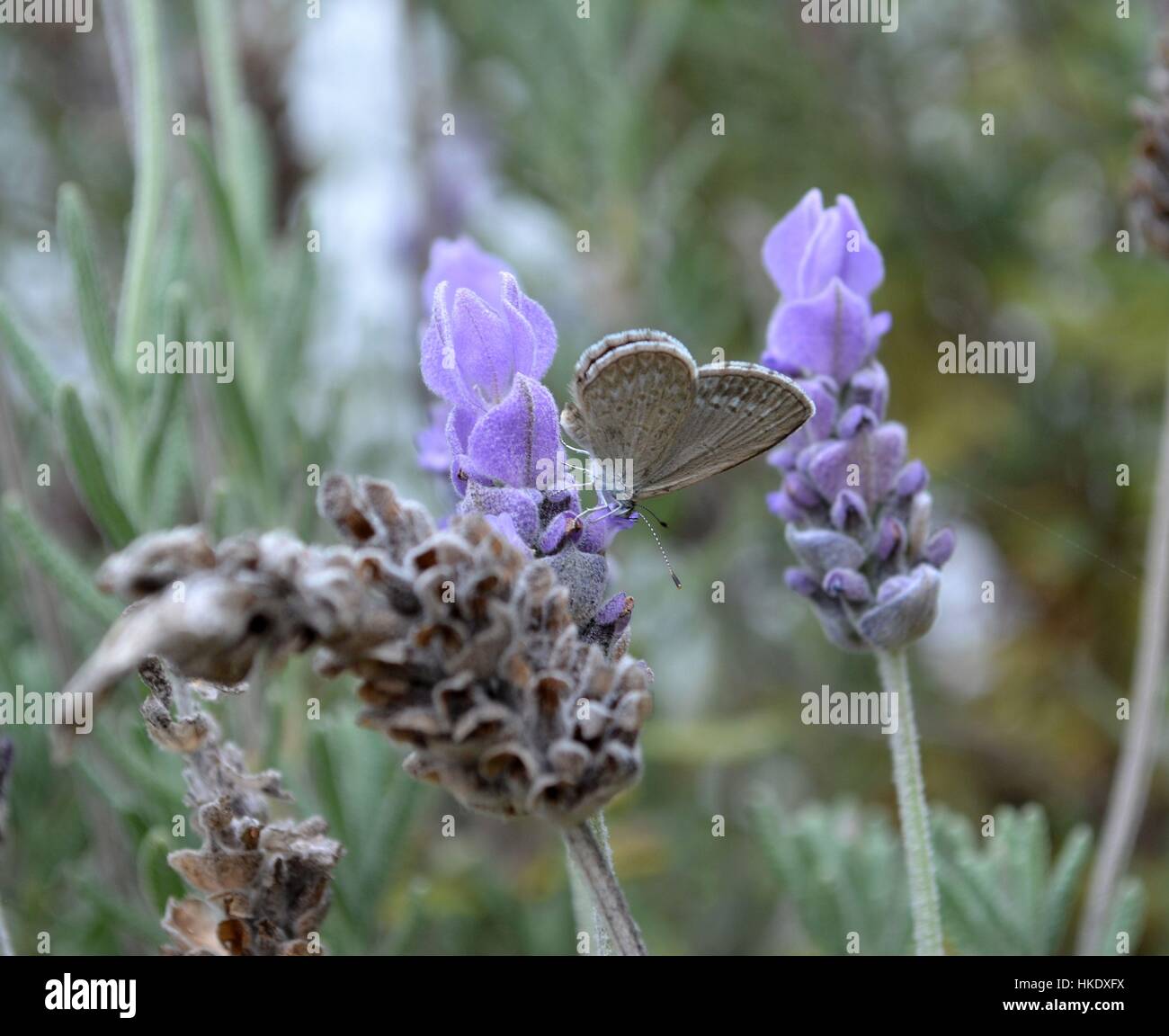 Fiori di lavanda in dettaglio Foto Stock